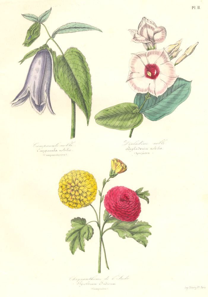 INDE.Campanule noble,Campanula nobilis;Dipladénie,Dipladenia;Chrysanthéme 1852